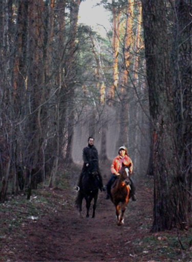Шаговая прогулка на лошадях по лесу в Москве