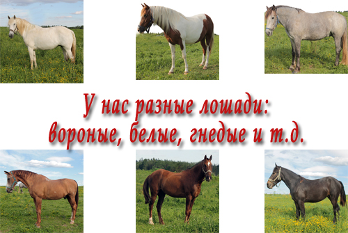 Красивые и ухоженные лошади