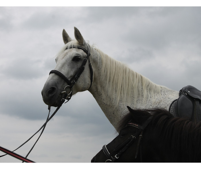 Белая лошадь Жизель перед началом конной прогулки.