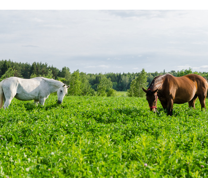 Фото двух лошадей в поле