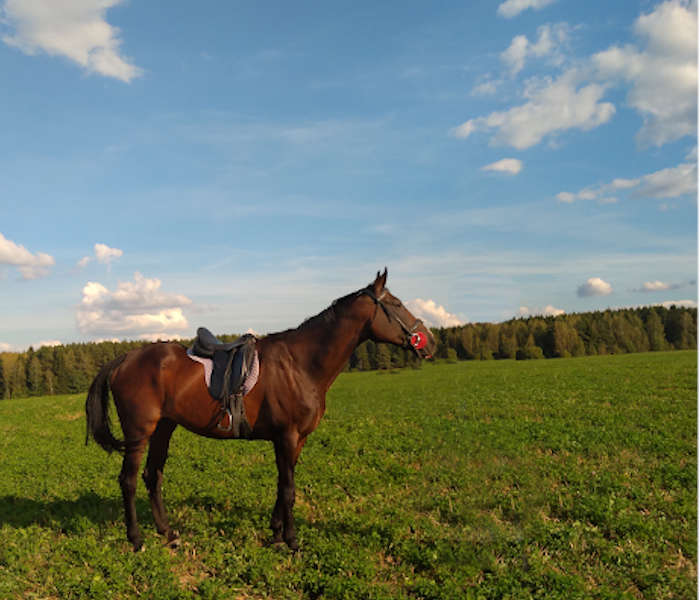 Лошадь стоит в поле, когда трава невысокая. При необходимости для фотосессии можем лошадь поседлать.