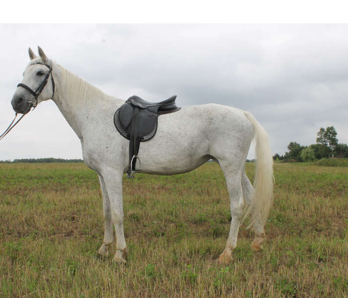 Фотография белой лошади в поле под седлом.